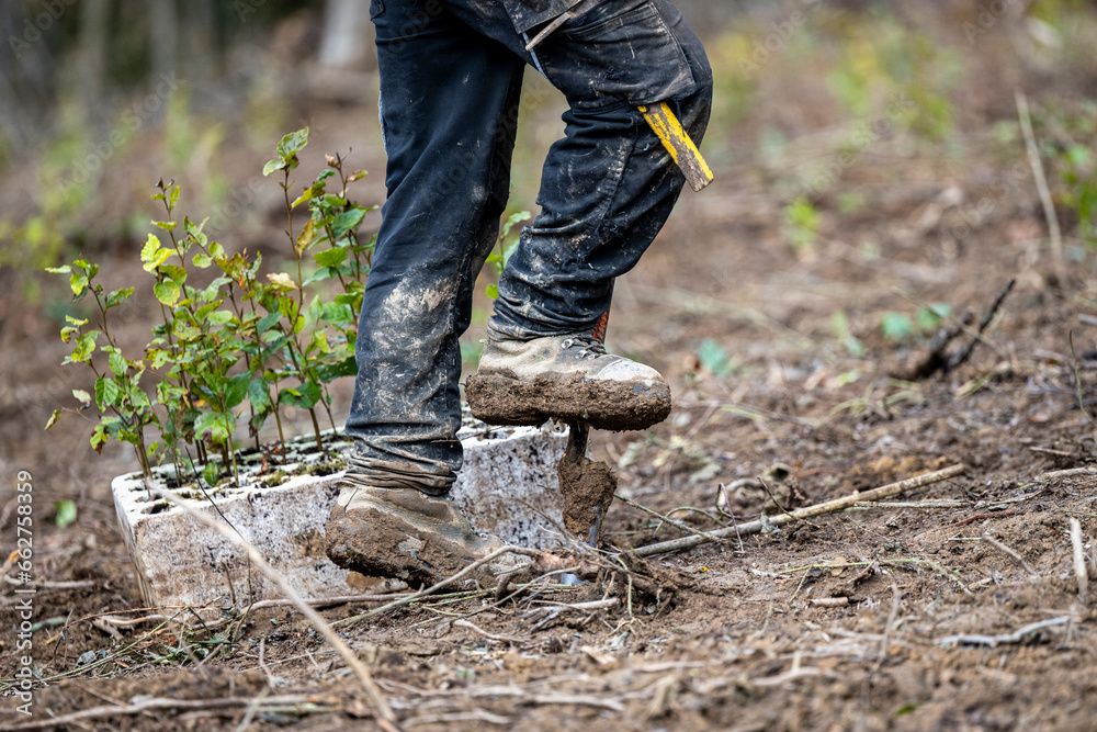 Planting a forest, artificial forest regeneration. Beech seedlings with a covered root system. Planting a forest, artificial forest regeneration. Beech seedlings with a covered root system.