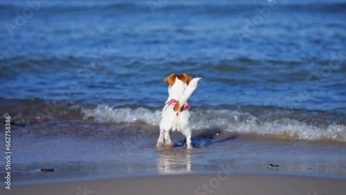 Little dog interested running along beach next to sea with waves. Domestic pet tries to track movements of seagulls flying over sea waving wings