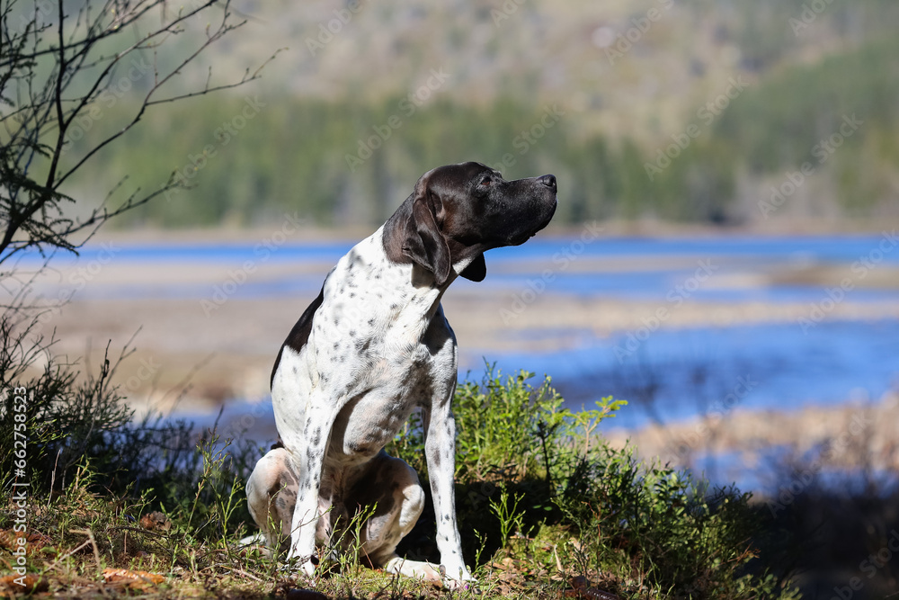 Dog english pointer 