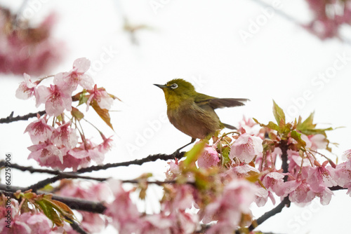 濡れながら河津桜の蜜を探し回るメジロ © v_0_0_v