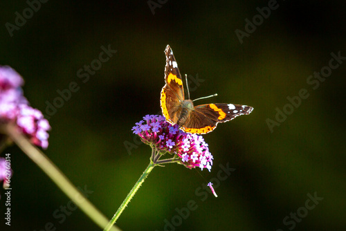 Canvas Print A close up of a red admiral butterfly perched on a flower in the October sunshin