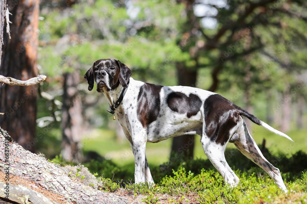 Dog english pointer 