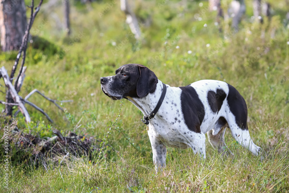 Dog english pointer 