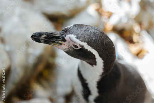 Fototapeta Naklejka Na Ścianę i Meble -  Humboldt penguin at the Munich Zoo