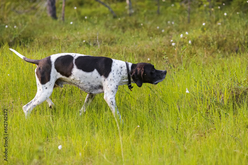 Dog english pointer 