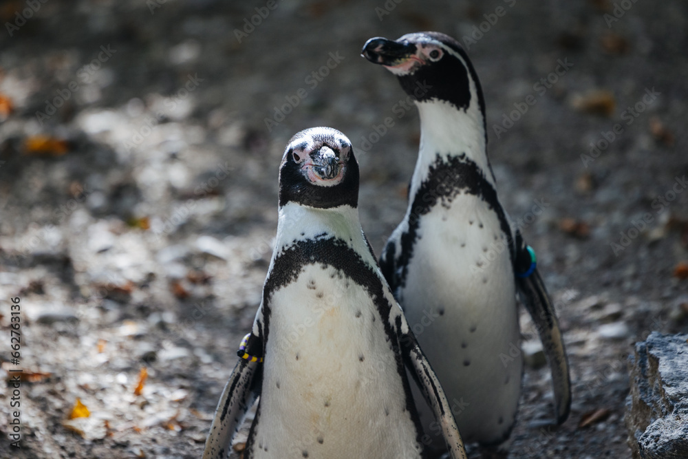 Naklejka premium Humboldt penguin at the Munich Zoo