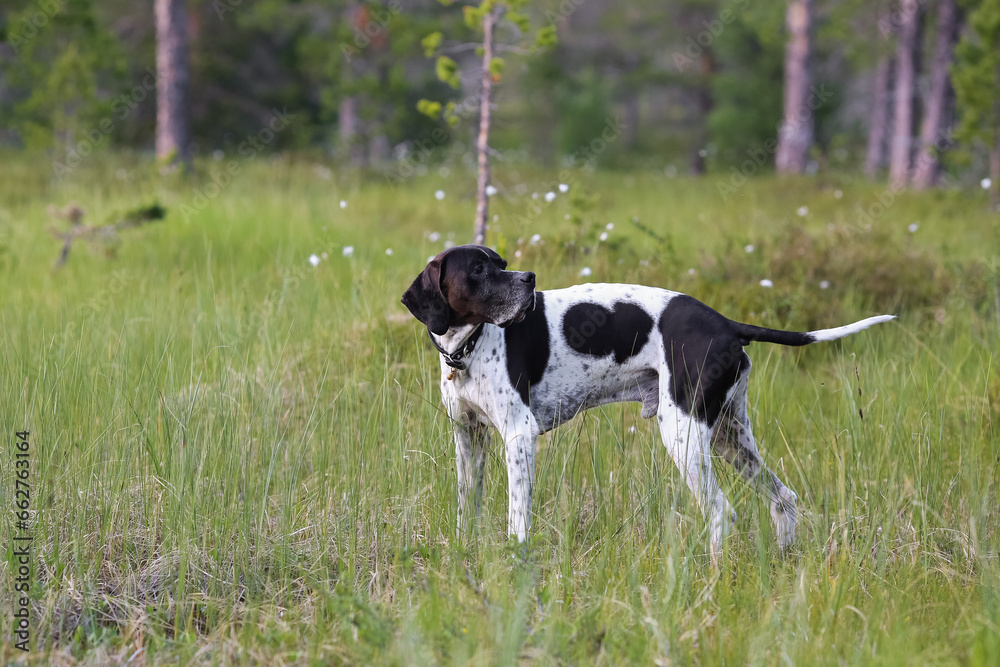 Dog english pointer 