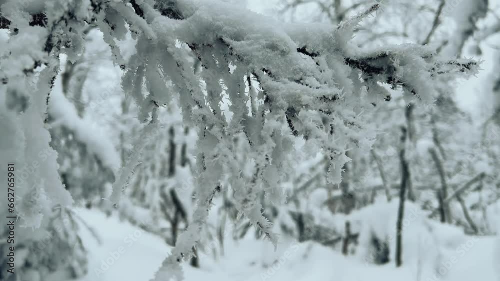Frozen snow-covered winter forest, deeply covered with snow in sunlight. Forest in the snow. Snowy winter. Trees in the snow on the way to the Stone City. Russia. Perm Region. 4K Frozen snow-covered winter forest, deeply covered with snow in sunlight. Forest in the snow. Snowy winter. Trees in the snow on the way to the Stone City. Russia. Perm Region. 4K