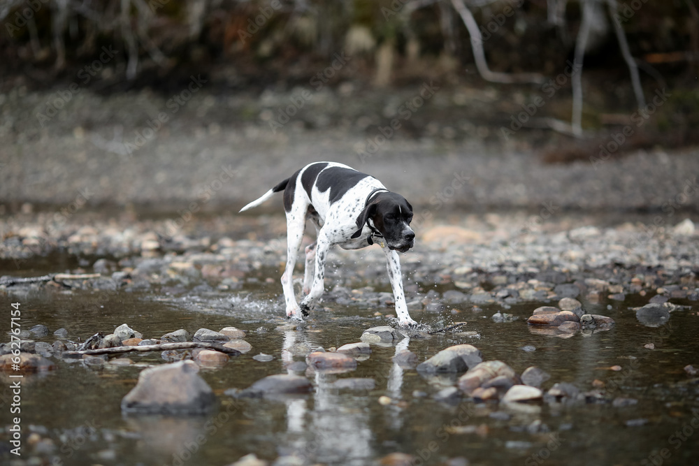 dog english pointer 