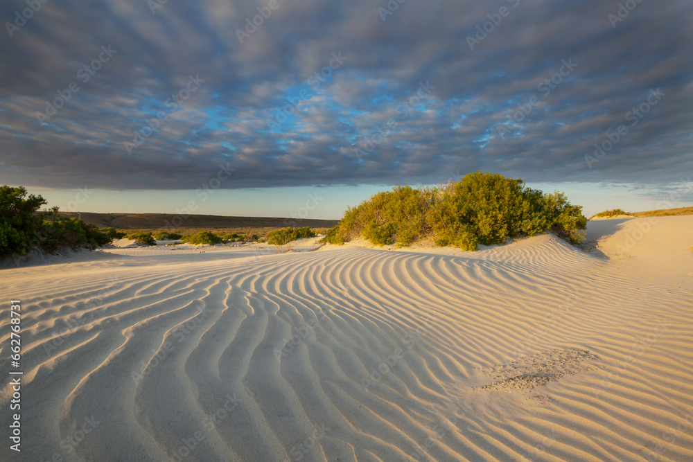 Grass in desert
