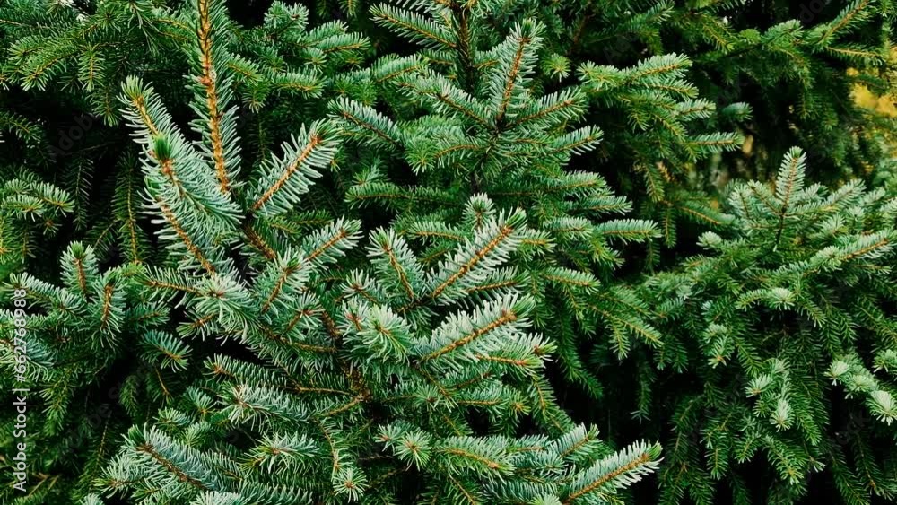 Young Christmas tree during the day in autumn. Sunny day in the Baltic. Gusts of wind shake the branches. Latvia Young Christmas tree during the day in autumn. Sunny day in the Baltic. Gusts of wind shake the branches. Latvia