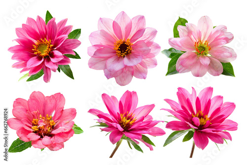 collection pink flower isolated on white background