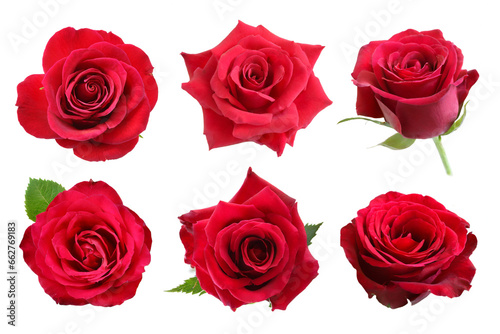 collection red rose flower isolated on white background.