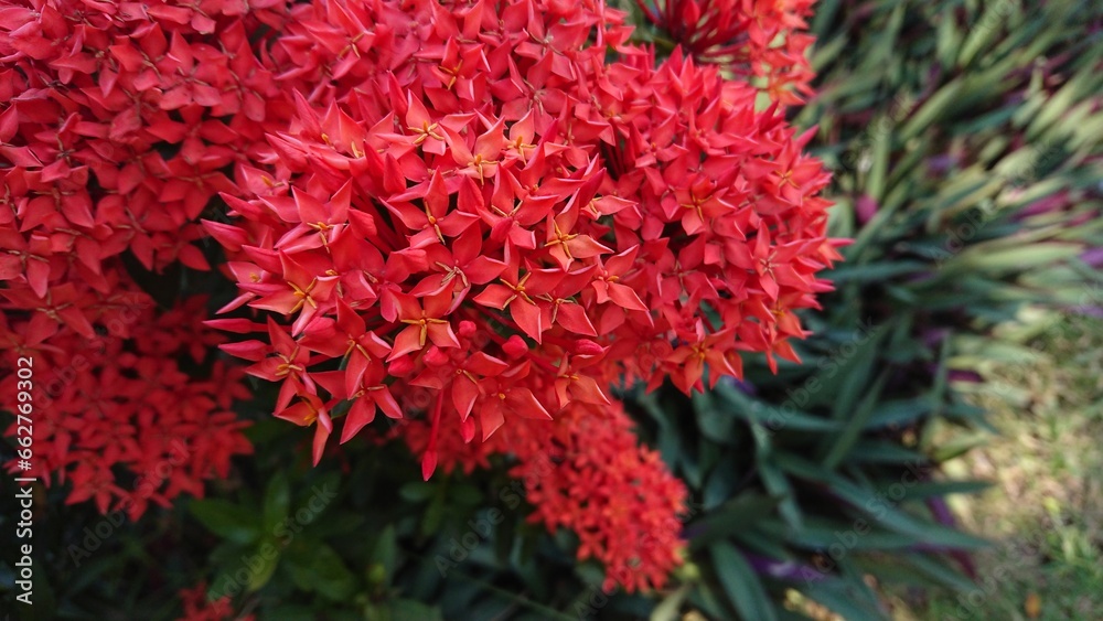 Beautiful red Ixora flower, spike flowers with natural green leaf and blurry background
Beautiful red Ixora flower, spike flowers with natural green leaf and blurry background