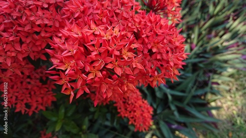 Beautiful red Ixora flower, spike flowers with natural green leaf and blurry background
