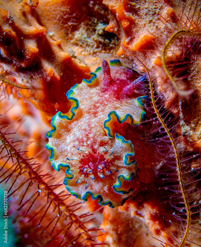 Glossodoris nudibranch photo