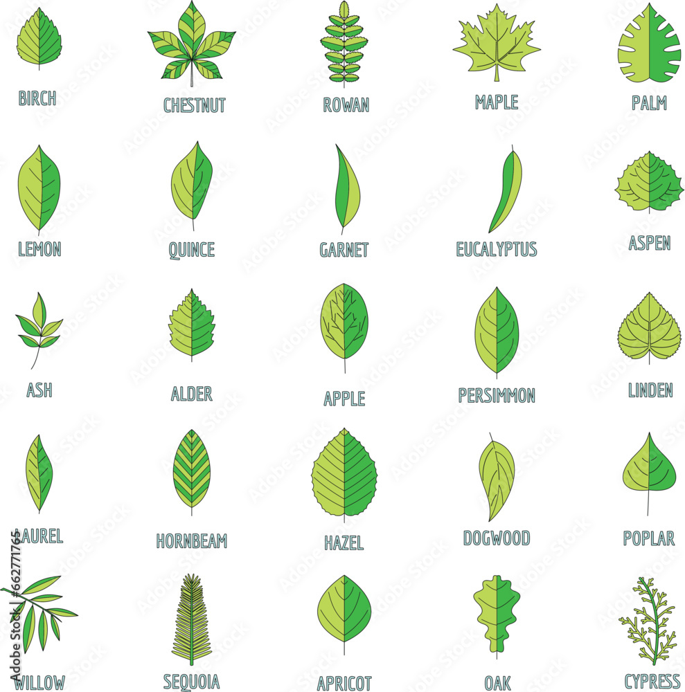 Leaf icons set. Outline illustration of 25 leaf vector icons thin line color flat on white