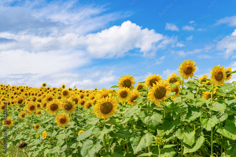 Obraz premium 夏の北海道美瑛・富良野 ひまわり畑