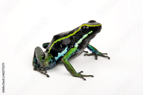 Dreistreifen-Baumsteiger // Three-striped poison frog (Ameerega trivittata / Epipedobates trivittatus)