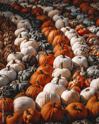 pile of pumpkins