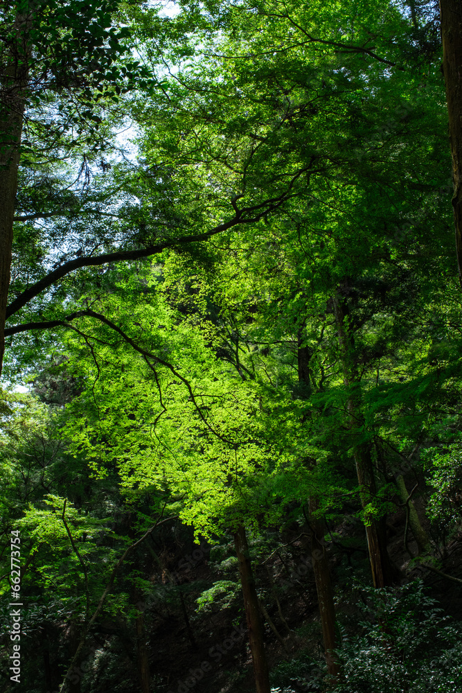 The beautiful forest around the walking path in Minoh, Osaka, Japan