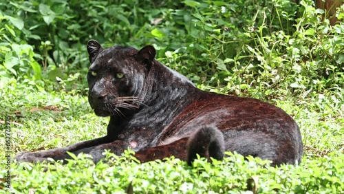 The black Indochinese leopard (Panthera pardus delacouri) sit in a tropical nature