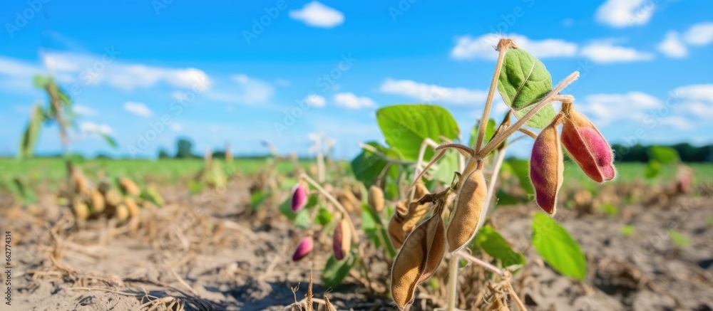 Fungal disease causing wilt in soybean plants along with viral biological and physiological disorders With copyspace for text - obrazy, fototapety, plakaty 