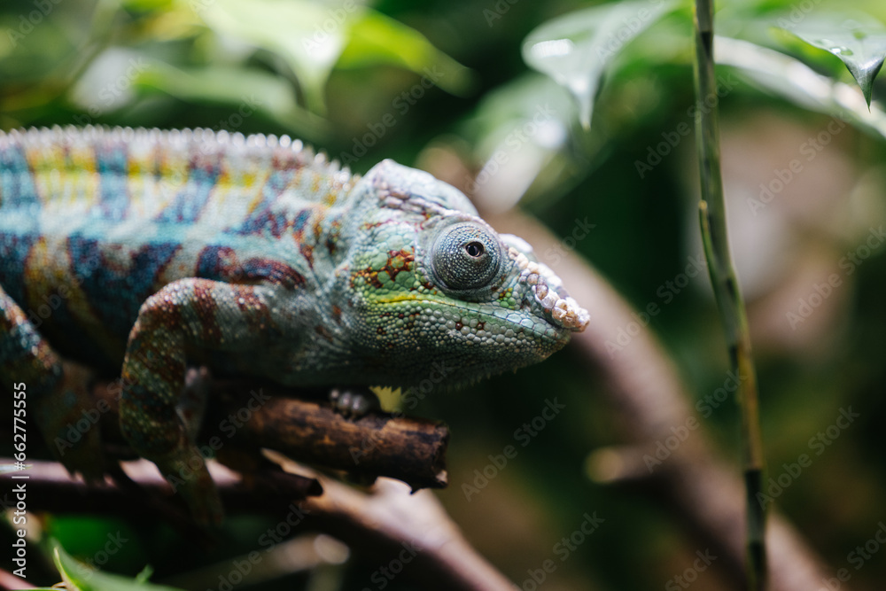 Fototapeta premium Chameleon at the Munich Zoo