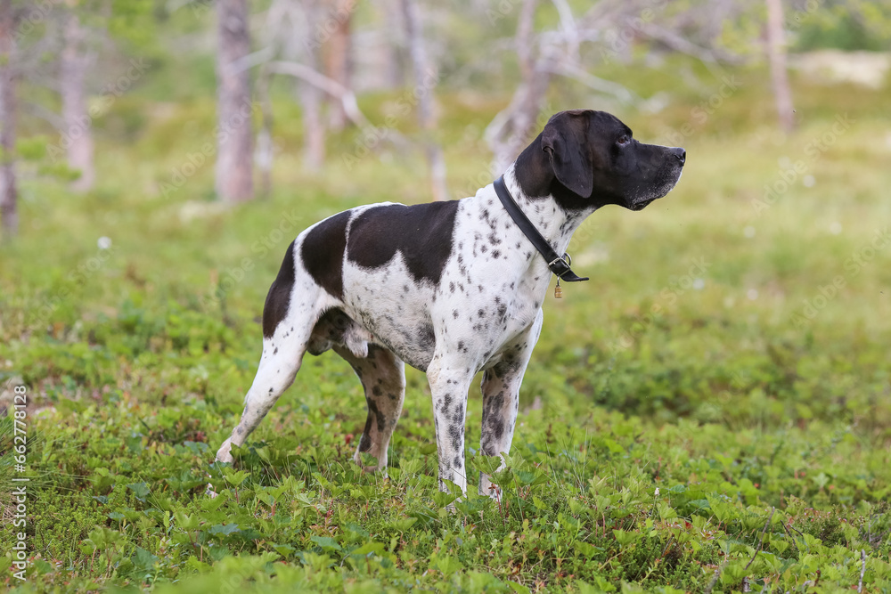 dog english pointer