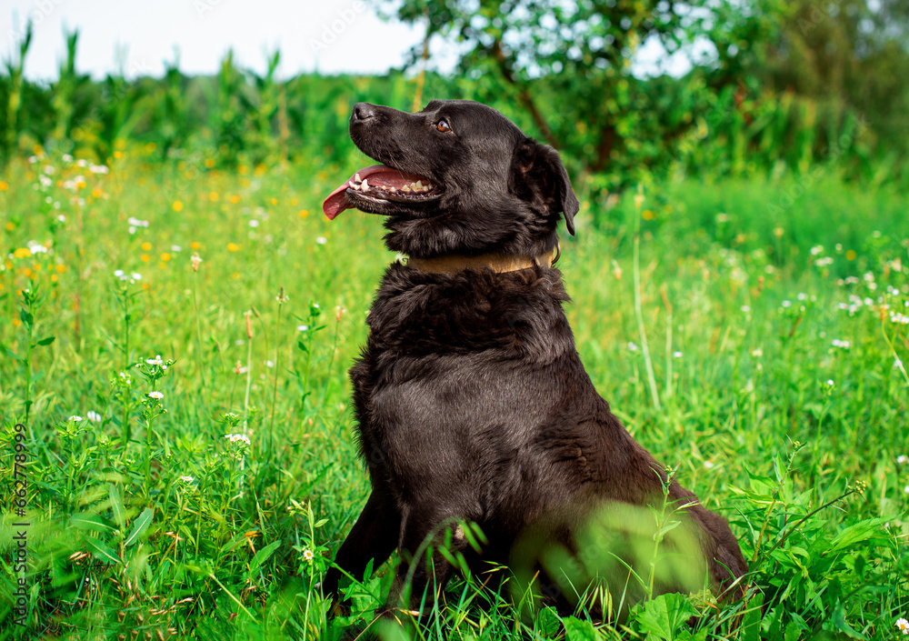 A black labrador sitting on green grass sideways. He breathes through his mouth and shows his tongue. The dog is homeless and unkempt. He looks up. The photo is blurred A black labrador sitting on green grass sideways. He breathes through his mouth and shows his tongue. The dog is homeless and unkempt. He looks up. The photo is blurred