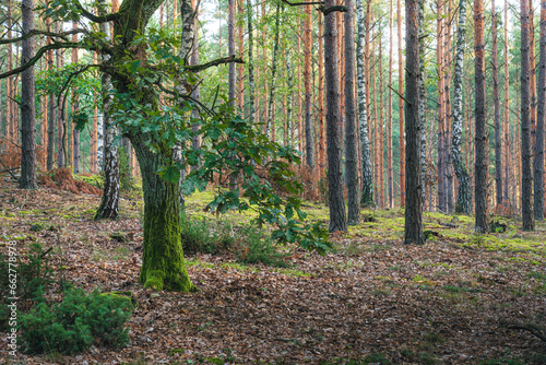 Piękne drzewo liściaste w lesie. Puszcza, Kampinoski Park Narodowy