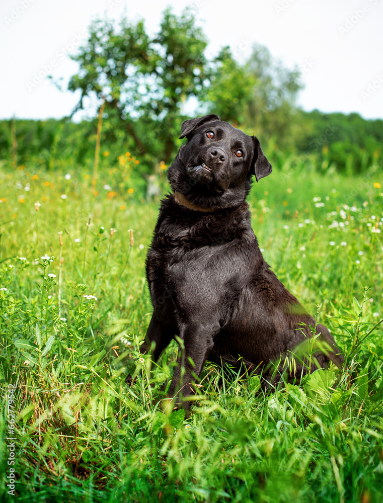 A black labrador sitting on green grass sideways. He looks directly into the camera lens. The dog is homeless and unkempt. The photo is blurred