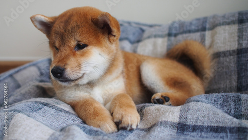 fluffy red shiba inu puppy