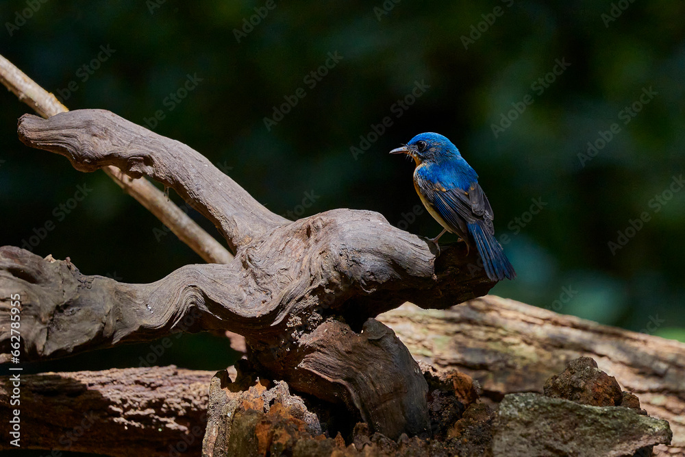 Obraz premium Hill blue flycatcher on the wood