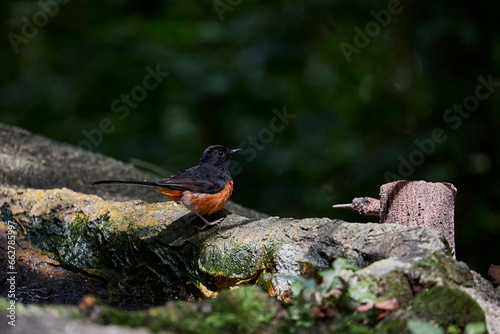 White-rumped shama bird on rock photo