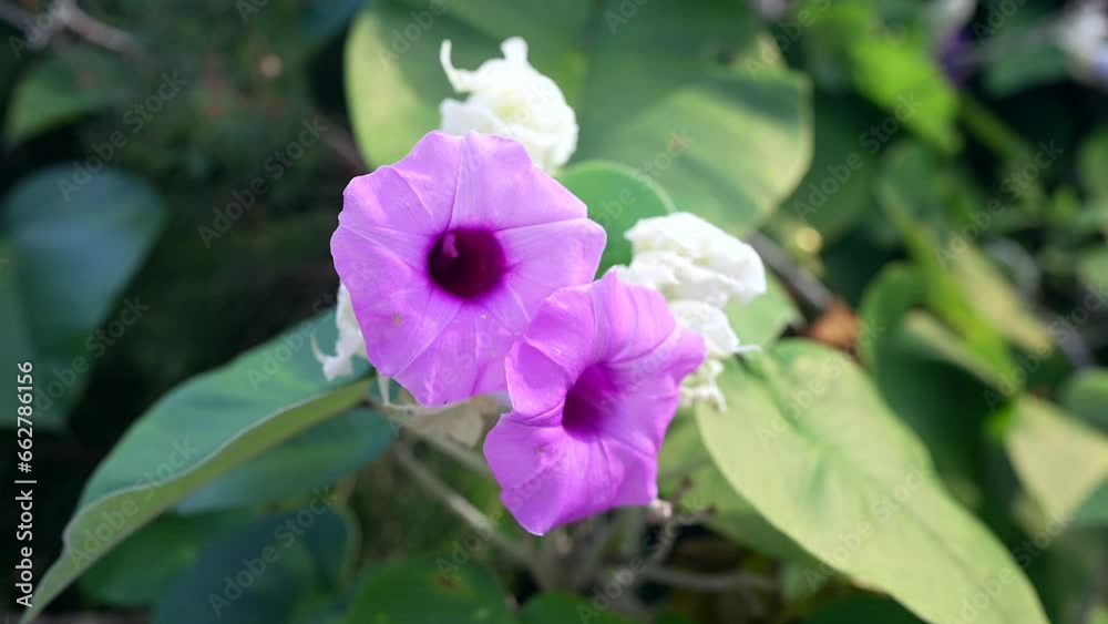 Beautiful blosoom blue trumpet vine at tree. Beautiful blosoom blue trumpet vine at tree.