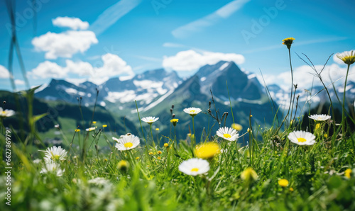 A lush meadow of blooming daisies contrasts snowy mountain peaks.