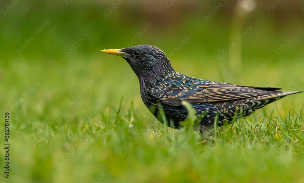 starling on a green meadow starling on a green meadow