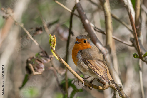 A robin sits on a twig with a leaf bud