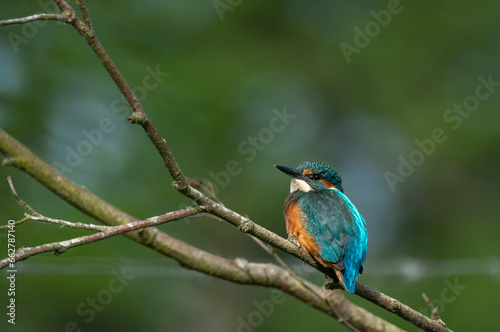 Kingfisher  - Zimorodek © Krzysztof