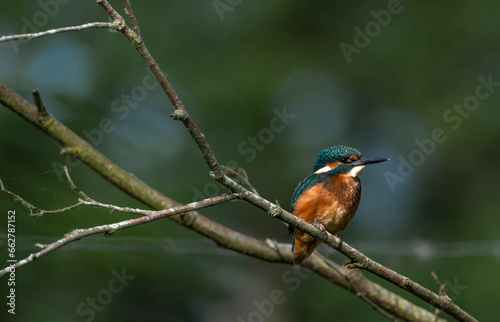 Kingfisher - Zimorodek