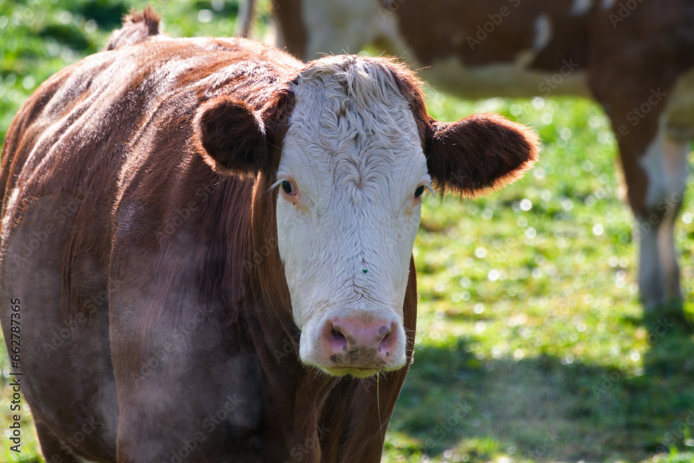 without horns, a lucky cow on the green field at a cold sunny autumn morning without horns, a lucky cow on the green field at a cold sunny autumn morning