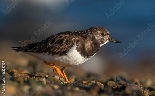 Ruddy Turnstone - Kamusznik zwyczajny