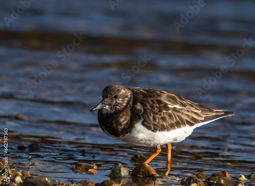 Ruddy Turnstone - Kamusznik zwyczajny