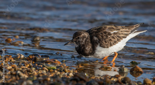 Ruddy Turnstone - Kamusznik zwyczajny