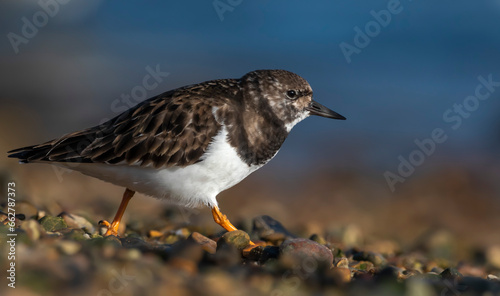 Ruddy Turnstone - Kamusznik zwyczajny