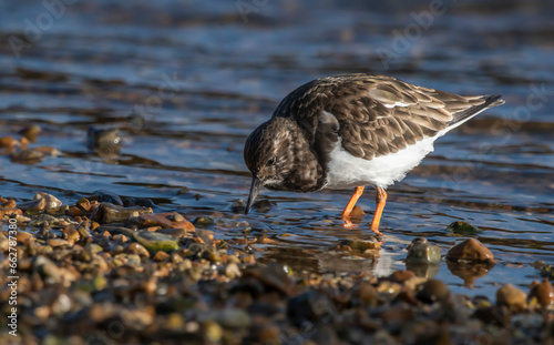 Ruddy Turnstone - Kamusznik zwyczajny