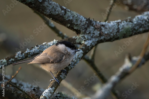 A poor tit sits on an old overgrown bush