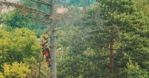 A worker cuts down a tree, a man cuts trees with electric chainsaw, Lumberjack to cut branches while cutting down the tree, wood, A man saws a sawmill with a chainsaw at a height with insurance.