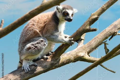 lemur 